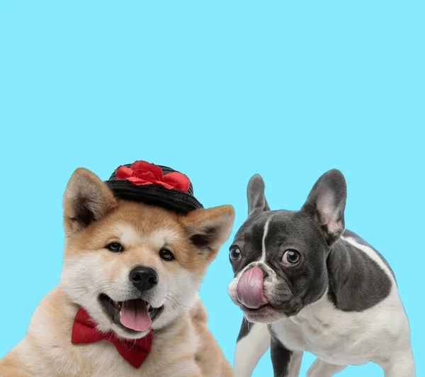French Bulldog Licking Its Nose Akita Inu Wearing Hat Bowtie — Stock Photo, Image
