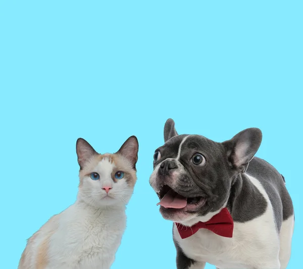 Fröhliche Französische Bulldogge Keuchend Mit Fliege Und Metis Cat Jungtier — Stockfoto