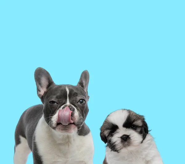 Verdächtige Französische Bulldogge Leckt Ihre Nase Und Shih Tzu Junges — Stockfoto