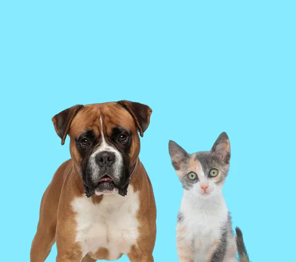 Dutiful Boxer Mirando Hacia Adelante Curioso Cachorro Gato Metis Sobre — Foto de Stock