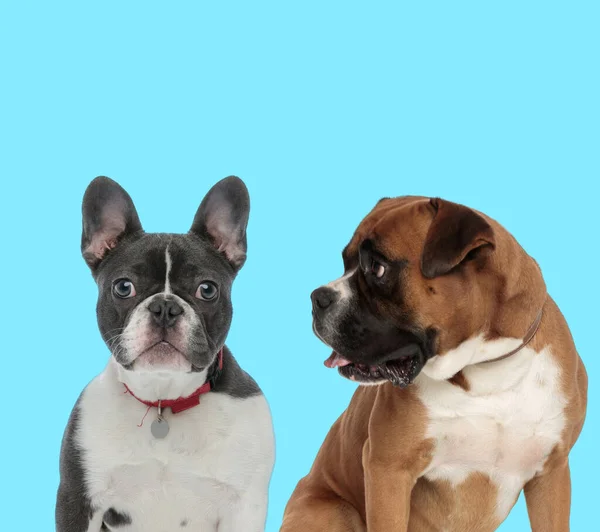 Die Pflichtbewusste Französische Bulldogge Mit Halsband Der Blick Nach Vorn — Stockfoto