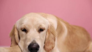 Uykulu Labrador av köpeği başını eğip kestiriyor, kalkıyor ve stüdyodaki pembe arka plana bakıyor.