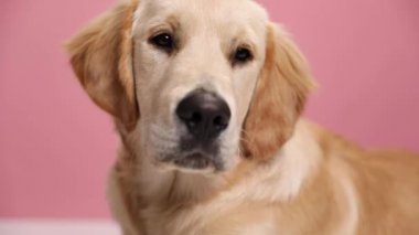Tembel Labrador av köpeği tuhaf bir şekilde etrafa bakıyor, kafasını eğiyor ve stüdyoda pembe arka planda uyuyor.