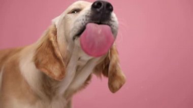 Aç Labrador av köpeği şeffaf bardakları yalıyor ve stüdyoda pembe bir arka plan arzuluyor.