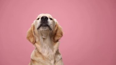 Şirin, genç Labrador av köpeği burnunu yalıyor, yan tarafa bakıyor ve aşeriyor, yemek bekliyor, stüdyoda pembe arka planda yürüyor.