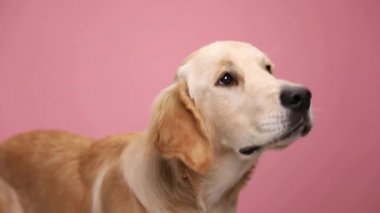 Tatlı Golden Retriever köpeğinin yukarı baktığı ve yemek için can attığı, aç bir şekilde burnunu yaladığı ve stüdyodaki pembe arka planda yürüdüğü yan manzara.