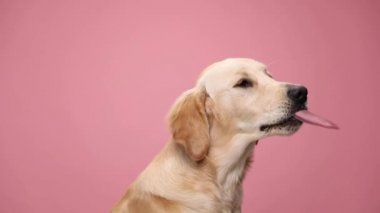 Tatlı Golden Retriever köpeğinin yan görüntüsü yukarı bakıyor, dili dışarı çıkarıyor, aşeriyor ve burun yalıyor, yan yana bakıyor ve stüdyoda pembe arka planda yemek bekliyor.