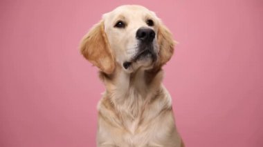 Labrador köpek yavrusu yukarı bakıyor, dili dışarı çıkıyor ve nefes alıyor, stüdyoda pembe arka planda oturuyor.