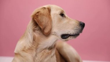 Tatlı Golden Retriever yavrusu uzanıyor ve yana bakıyor, yükseliyor, burnu seviyor ve stüdyoda pembe arka planda hareket ediyor.