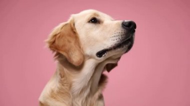 hevesli Labrador av köpeği yemek arıyor, dil çıkarıyor, nefes alıyor, esniyor ve stüdyoda pembe arka plan için can atıyor.