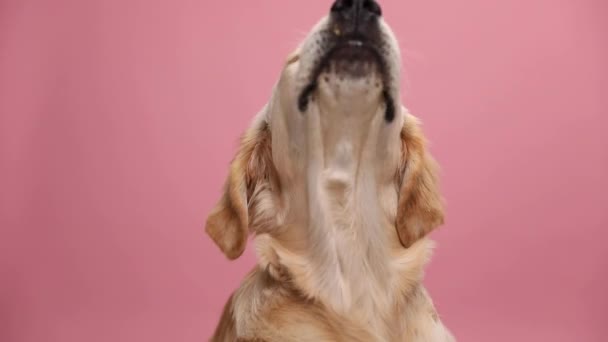 Bonito Labrador Retriever Filhote Cachorro Olhando Para Cima Lambendo Nariz — Vídeo de Stock