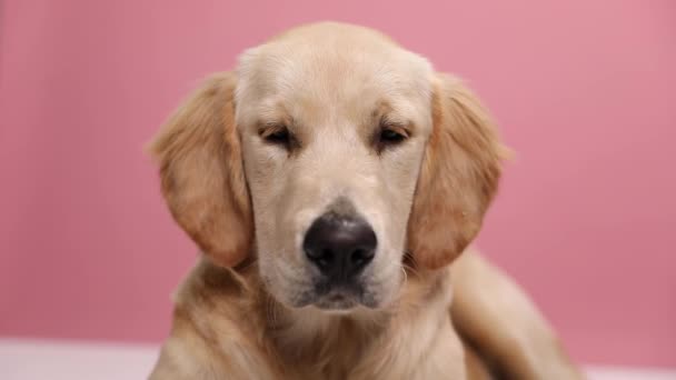 怠惰黄金のレトリバー犬が横に寝そべって鼻を舐めてピンクの背景に頭を置く — ストック動画