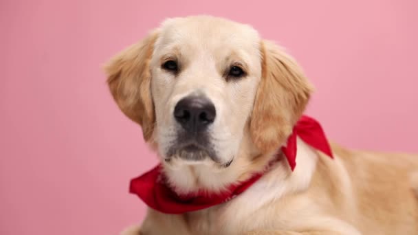 Чарівний Лабрадор Хапає Собаку Підлозі Одягнувши Червону Бандану Дивлячись Рожеве — стокове відео
