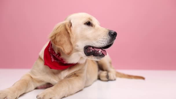 Labrador Cute Retriever Anjing Mencari Samping Berbaring Mengenakan Bandana Merah — Stok Video