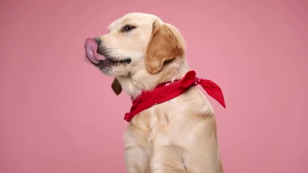 Anak Anjing Retriever Emas Lapar Mengenakan Bandana Merah Melihat Samping — Stok Video