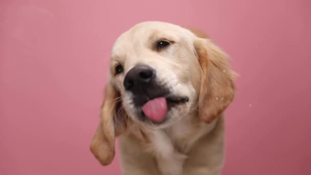 adorable golden retriever puppy sticking out tongue and enthusiastically licking transparent Plexiglas on pink background in studio