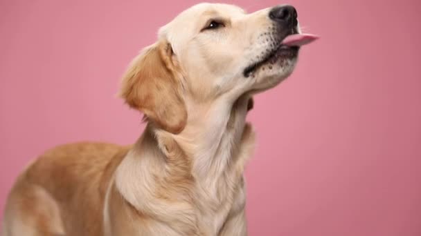 Hambre Golden Retriever Cachorro Mirando Hacia Arriba Anhelo Comida Lamiendo — Vídeos de Stock