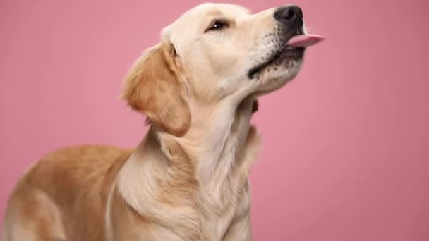 Affamato Cucciolo Golden Retriever Guardando Alto Brama Cibo Leccare Sfondo — Video Stock