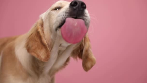 Fome Labrador Retriever Cão Desejavelmente Lambendo Óculos Transparentes Desejo Fundo — Vídeo de Stock