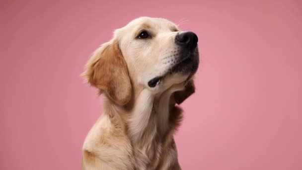 Hongerige Golden Retriever Puppy Opkijken Hunkeren Wachten Voedsel Zitten Roze — Stockvideo
