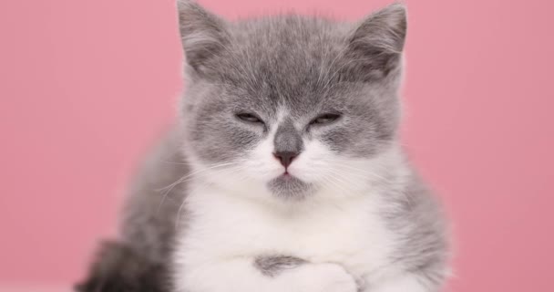 Прелестная Маленькая Серая Белая Кошка Начинает Засыпать Лежа Розовом Фоне — стоковое видео