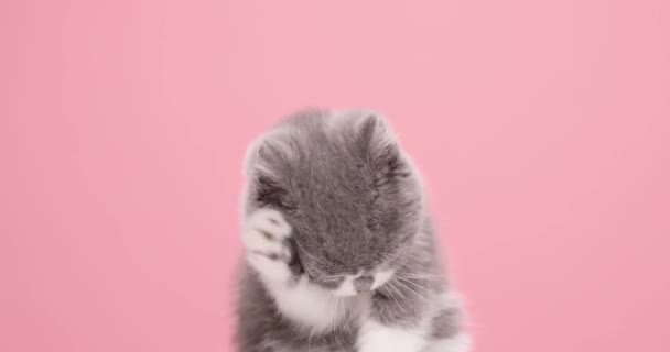 Niedliche Kleine Grau Weiße Katze Reinigt Sich Selbst Und Wird — Stockvideo