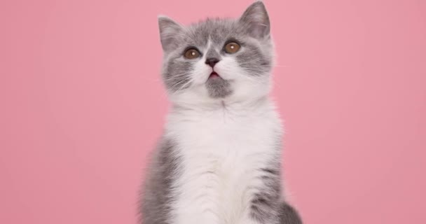 Nahaufnahme einer kleinen grau-weißen Katze, die etwas betrachtet, indem sie ihren Kopf auf rosa Hintergrund dreht