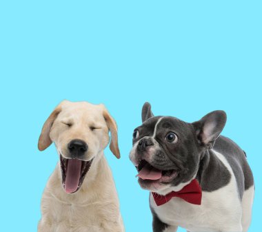 Heyecanlı Fransız Bulldog 'u soluk soluğa, papyon takıyor ve labrador Retriever' ı mavi arka planda bağırıyor.