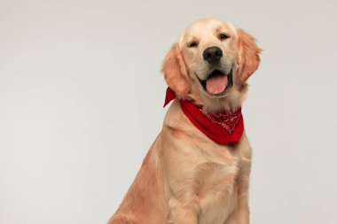 Tatlı, mutlu Golden Retriever köpeği dilini uzatıp kameraya bakıyor ve gri arka planda kırmızı bir bandana takıyor.