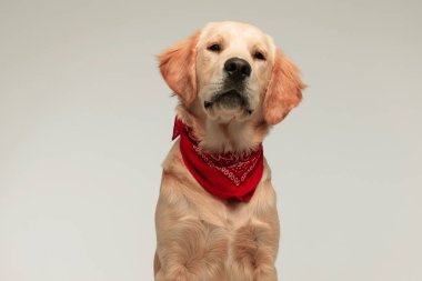 Güzel Golden Retriever köpeği sıkılmış bir bakışla kameraya bakıyor. Gri arka planda boynuna kırmızı bandana takıyor.