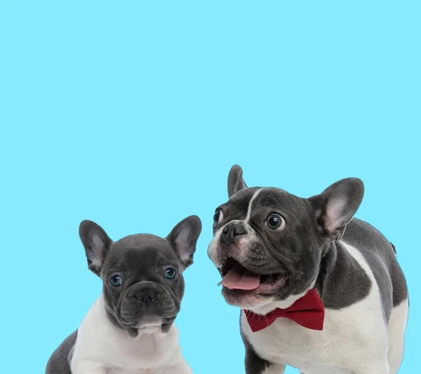 Aufgeregte Französische Bulldogge Mit Fliege Und Französischem Bulldoggen Jungtier Freut — Stockfoto