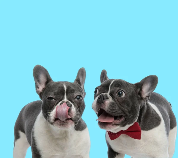 Excited French bulldog panting and wearing bowtie and suspicious French bulldog licking its nose on blue background