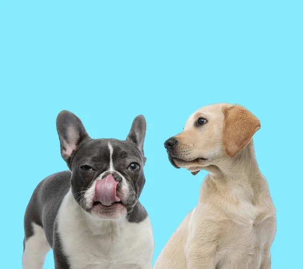 可疑的法国斗牛犬舔鼻涕 好奇的拉布拉多猎犬用蓝色的背景看它 — 图库照片
