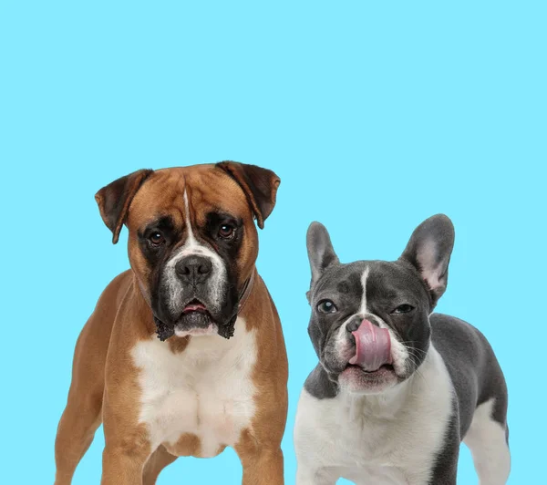 Dutiful Boxer Kijken Vooruit Verdachte Franse Bulldog Likken Zijn Neus — Stockfoto