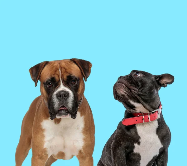 Boxer Dutiful Impatient Curieux Bulldog Français Levant Les Yeux Portant — Photo