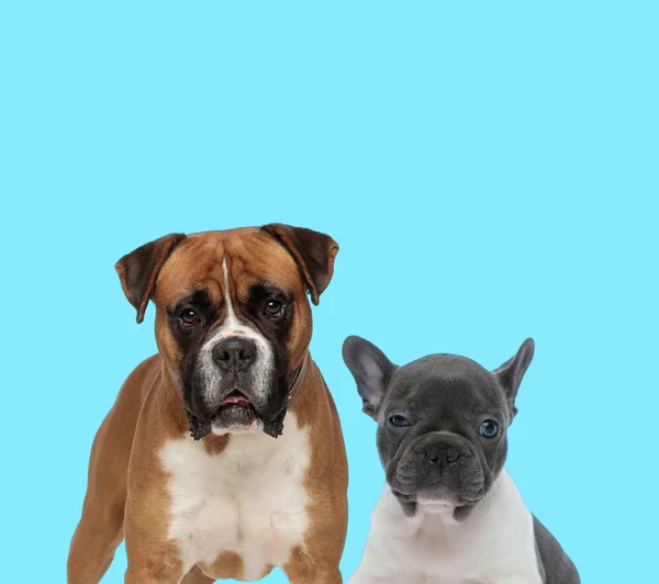 Pflichtbewusster Boxer Mit Blick Nach Vorn Und Schläfriges Französisches Bulldoggen — Stockfoto