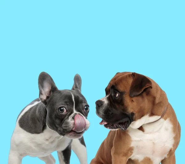 Bouledogue Français Lèche Nez Boxer Regarde Sur Fond Bleu — Photo