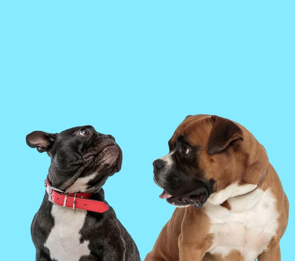 Boxer Bulldog Francese Con Colletto Curiosamente Guardarsi Intorno Sfondo Blu — Foto Stock