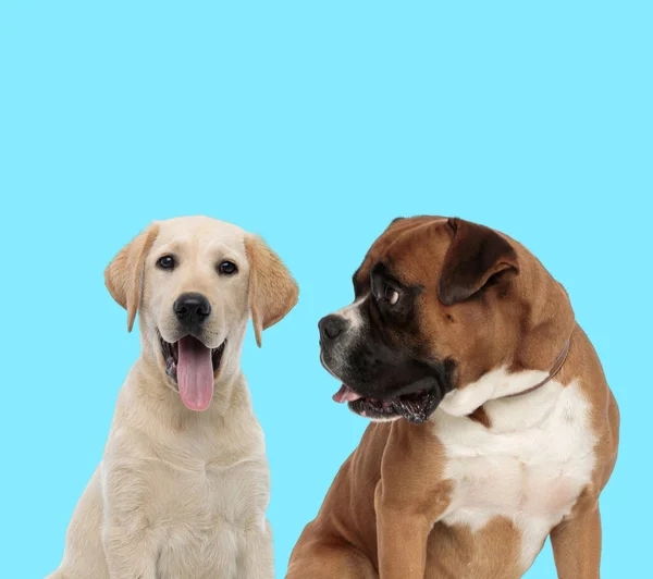 Playful Labrador Retriever Panting Curious Boxer Looking Blue Background — Stock Photo, Image