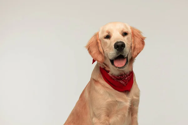 Adorável Cão Golden Retriever Olhando Para Algo Que Faz Sentir — Fotografia de Stock