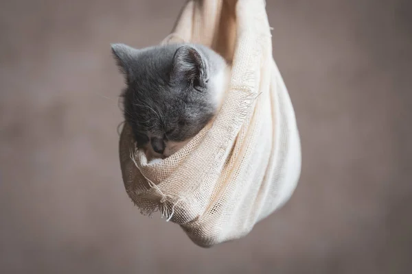 Милий Довговолосий Кіт Спить Тканині Сірому Фоні — стокове фото
