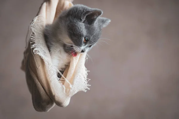 Küçük Ngiliz Kısa Hava Kedisi Kendini Temizliyor Gri Arka Planda — Stok fotoğraf