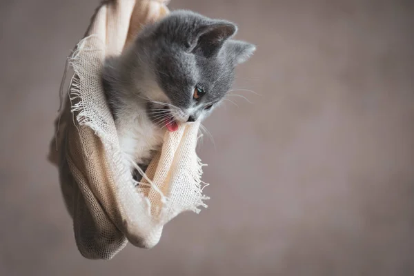 Kleine Britse Stenografisch Kat Opruimen Opknoping Een Doek Grijze Achtergrond — Stockfoto