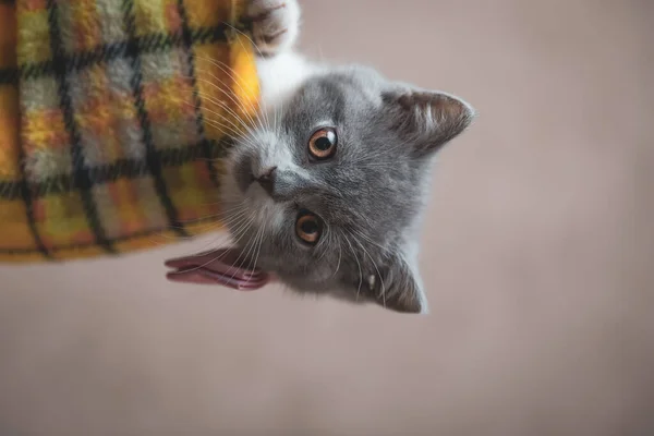 Schattig Brits Stenografisch Kat Rollen Haar Rug Kijken Naar Camera — Stockfoto