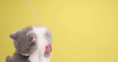 Şirin İngiliz Shortair bebek kedisi dil çıkarıp kürk yalıyor, temizlik yapıyor, yukarı bakıyor ve sarı arka planda oyuncaklarla oynuyor.