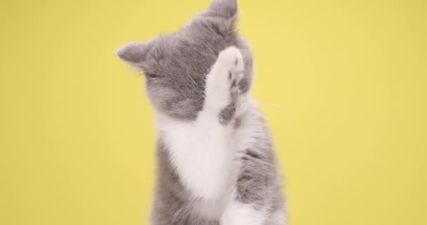 Adorable Chaton Britannique Poil Court Tirant Sur Langue Léchant Nettoyant — Video