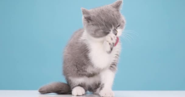 可爱的英国小猫咪 伸出舌头 擦着爪子 坐在工作室的蓝色背景上 — 图库视频影像
