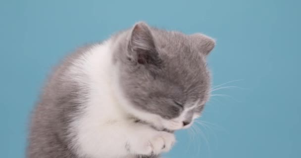 Close Cute British Shorthair Kitty Sticking Out Tongue Cleaning Paws — Stock Video