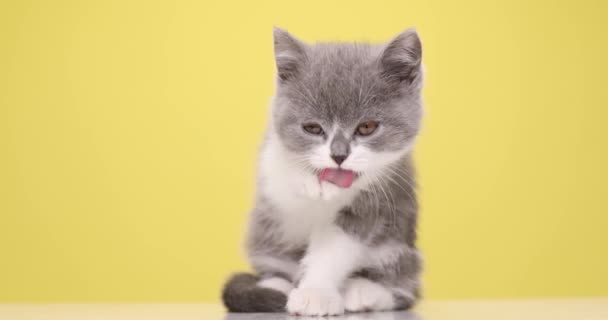 Mooi Brits Kort Haar Baby Kitten Steken Uit Tong Likken — Stockvideo