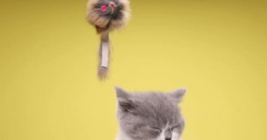 Güzel İngiliz Shortair Kitty yukarı bakar ve bir oyuncakla oynar, dil çıkarır ve stüdyoda sarı arka plandaki pençeleri temizler.